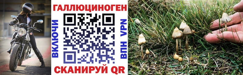 Галлюциногенные грибы прущие грибы  Купить закладки  Ленинск-Кузнецкий 